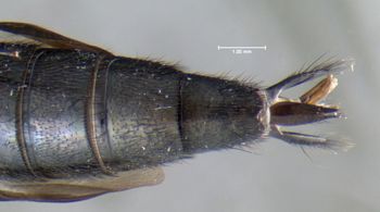 Media type: image;   Entomology 601682 Aspect: abdomen ventral view